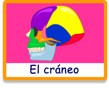 Aprende los nombres de los huesos del cráneo jugando