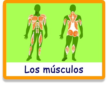 Los músculos