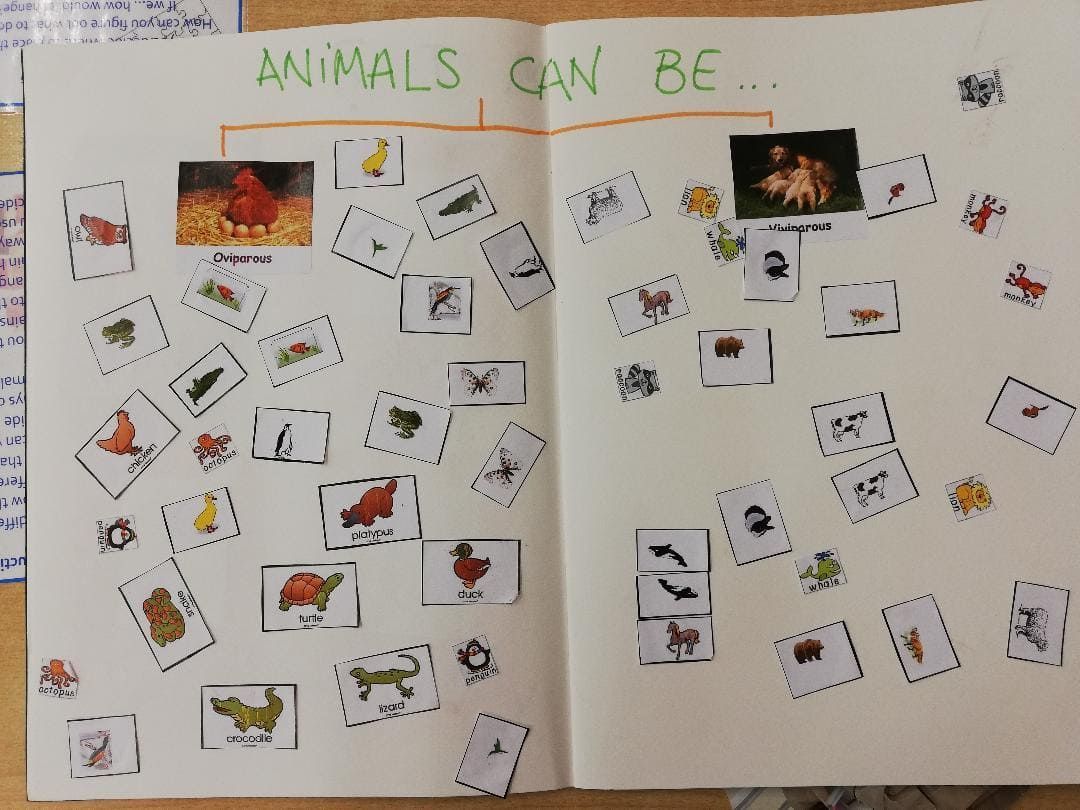 Actividad animales ovíparos y vivíparos