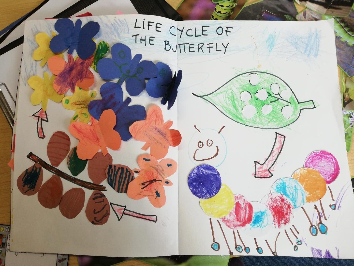 El ciclo de la vida de las mariposas